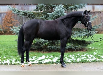 Niemiecki koń sportowy, Wałach, 4 lat, 167 cm, Skarogniada