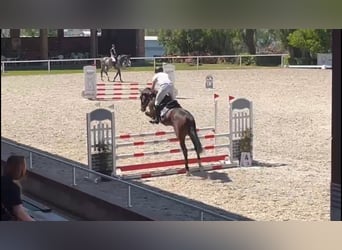 Niemiecki koń sportowy, Wałach, 4 lat, 168 cm, Ciemnogniada