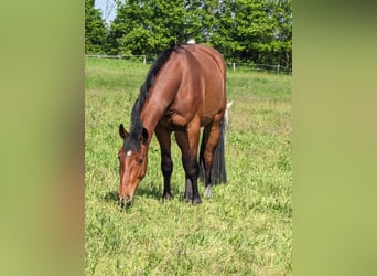Niemiecki koń sportowy, Wałach, 4 lat, 168 cm, Gniada