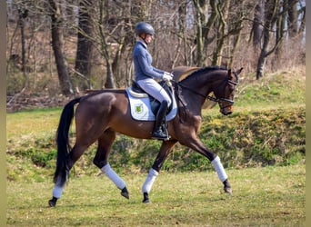 Niemiecki koń sportowy, Wałach, 4 lat, 168 cm, Gniada