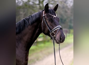 Niemiecki koń sportowy, Wałach, 4 lat, 168 cm, Kara