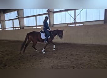 Niemiecki koń sportowy, Wałach, 4 lat, 168 cm, Kasztanowata