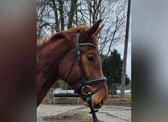 Niemiecki koń sportowy, Wałach, 4 lat, 168 cm, Kasztanowata