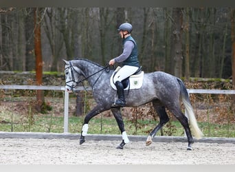 Niemiecki koń sportowy, Wałach, 4 lat, 168 cm, Siwa
