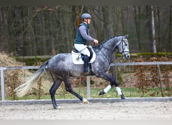 Niemiecki koń sportowy, Wałach, 4 lat, 168 cm, Siwa