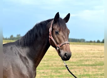 Niemiecki koń sportowy, Wałach, 4 lat, 168 cm, Skarogniada