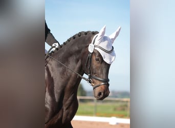 Niemiecki koń sportowy, Wałach, 4 lat, 169 cm, Ciemnogniada