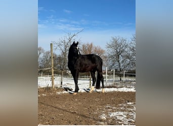 Niemiecki koń sportowy, Wałach, 4 lat, 169 cm, Ciemnogniada