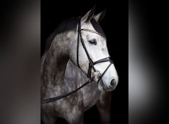 Niemiecki koń sportowy, Wałach, 4 lat, 169 cm, Siwa
