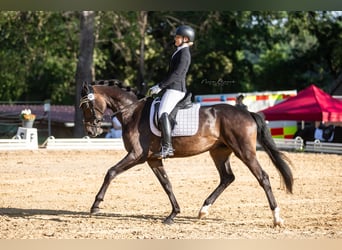 Niemiecki koń sportowy, Wałach, 4 lat, 170 cm, Ciemnogniada