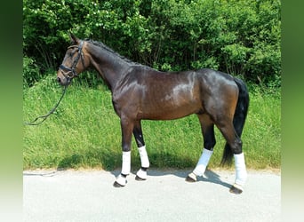 Niemiecki koń sportowy, Wałach, 4 lat, 170 cm, Ciemnogniada