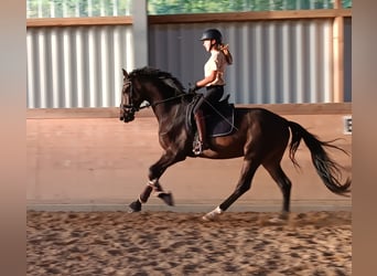 Niemiecki koń sportowy, Wałach, 4 lat, 170 cm, Ciemnogniada