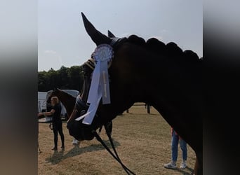 Niemiecki koń sportowy, Wałach, 4 lat, 170 cm, Ciemnogniada