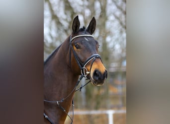 Niemiecki koń sportowy, Wałach, 4 lat, 172 cm, Ciemnogniada