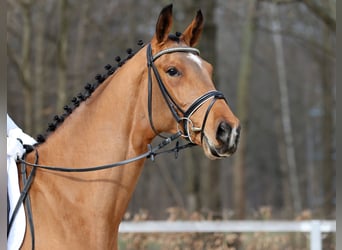 Niemiecki koń sportowy, Wałach, 4 lat, 172 cm, Gniada