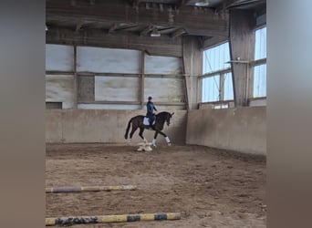 Niemiecki koń sportowy, Wałach, 4 lat, 173 cm, Gniada