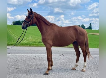 Niemiecki koń sportowy, Wałach, 4 lat, 173 cm, Kasztanowata