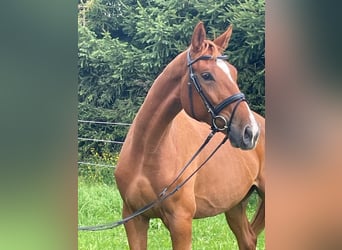 Niemiecki koń sportowy, Wałach, 4 lat, 173 cm, Kasztanowata