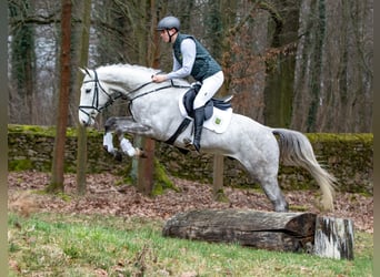 Niemiecki koń sportowy, Wałach, 4 lat, 173 cm, Siwa