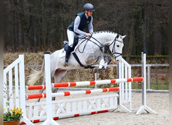 Niemiecki koń sportowy, Wałach, 4 lat, 173 cm, Siwa