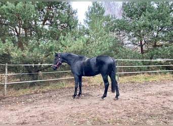 Niemiecki koń sportowy, Wałach, 4 lat, 174 cm, Kara