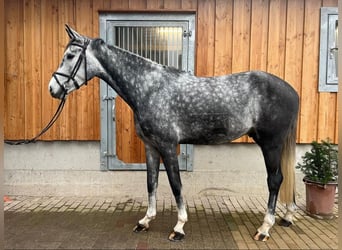 Niemiecki koń sportowy, Wałach, 4 lat, 174 cm, Siwa jabłkowita