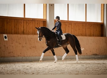 Niemiecki koń sportowy, Wałach, 4 lat, 175 cm, Gniada