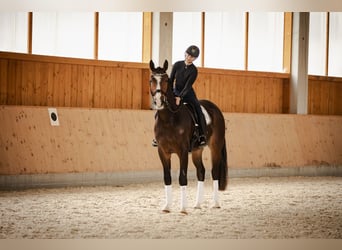 Niemiecki koń sportowy, Wałach, 4 lat, 175 cm, Gniada