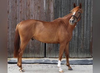 Niemiecki koń sportowy, Wałach, 4 lat, 175 cm, Kasztanowata