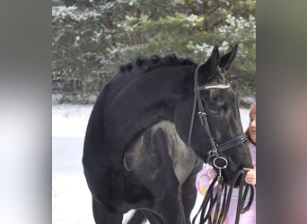 Niemiecki koń sportowy, Wałach, 4 lat, 176 cm, Kara