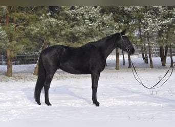 Niemiecki koń sportowy, Wałach, 4 lat, 176 cm, Kara