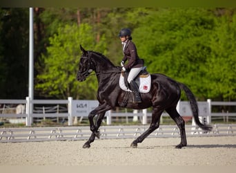 Niemiecki koń sportowy, Wałach, 4 lat, 177 cm, Kara
