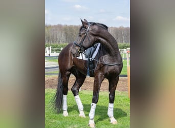 Niemiecki koń sportowy, Wałach, 4 lat, 178 cm, Kara