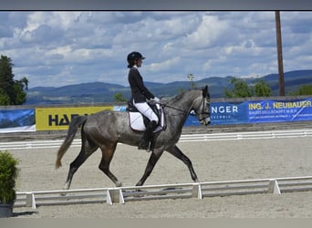 Niemiecki koń sportowy, Wałach, 5 lat, 160 cm, Siwa jabłkowita