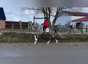 Niemiecki koń sportowy, Wałach, 5 lat, 163 cm, Siwa