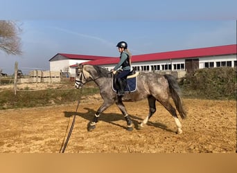 Niemiecki koń sportowy, Wałach, 5 lat, 163 cm, Siwa