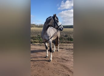 Niemiecki koń sportowy, Wałach, 5 lat, 163 cm, Siwa
