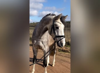 Niemiecki koń sportowy, Wałach, 5 lat, 163 cm, Siwa