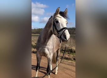 Niemiecki koń sportowy, Wałach, 5 lat, 163 cm, Siwa