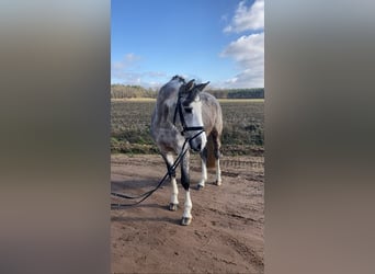 Niemiecki koń sportowy, Wałach, 5 lat, 163 cm, Siwa