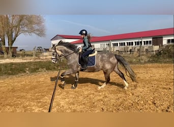 Niemiecki koń sportowy, Wałach, 5 lat, 163 cm, Siwa