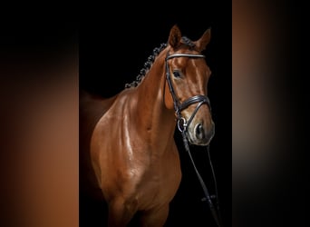 Niemiecki koń sportowy, Wałach, 5 lat, 165 cm, Gniada