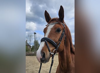 Niemiecki koń sportowy, Wałach, 5 lat, 165 cm, Kasztanowata