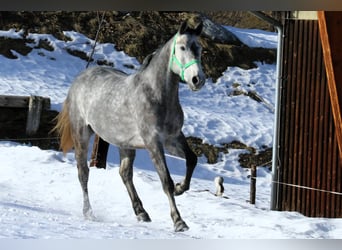 Niemiecki koń sportowy, Wałach, 5 lat, 165 cm, Siwa