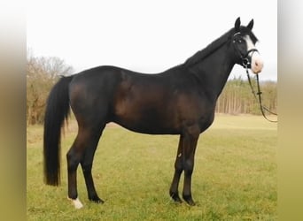 Niemiecki koń sportowy, Wałach, 5 lat, 166 cm, Ciemnogniada