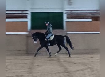 Niemiecki koń sportowy, Wałach, 5 lat, 166 cm, Ciemnogniada