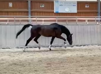 Niemiecki koń sportowy, Wałach, 5 lat, 166 cm, Gniada