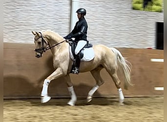 Niemiecki koń sportowy, Wałach, 5 lat, 166 cm, Izabelowata