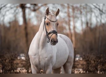 Niemiecki koń sportowy, Wałach, 5 lat, 166 cm, Izabelowata