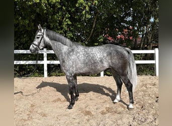 Niemiecki koń sportowy, Wałach, 5 lat, 166 cm, Siwa